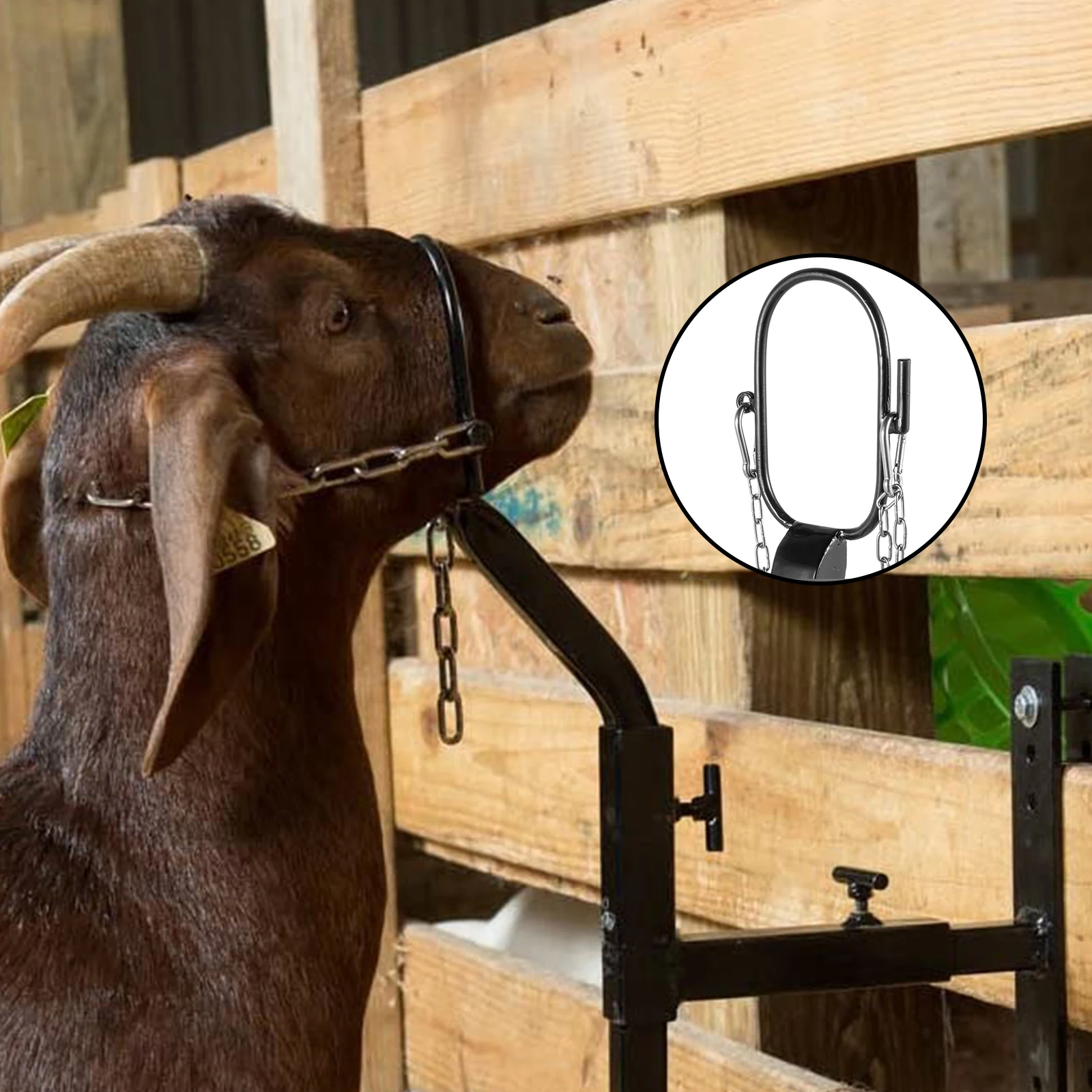 Galvanized Livestock Stand Adjust Shaving Stand Black/White Adjust Livestock Stand Nose Loop Goat Trimming Stand - Image 5