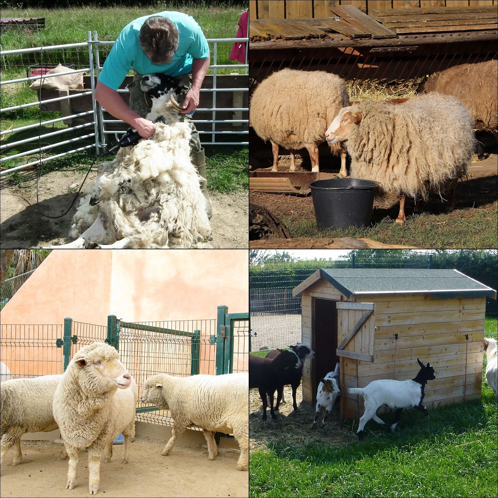 Galvanized Livestock Stand Adjust Shaving Stand Black/White Adjust Livestock Stand Nose Loop Goat Trimming Stand - Image 2